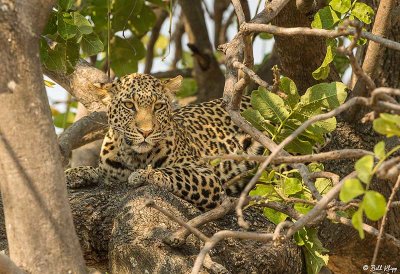 Leopard, Linyanti Wildlife Reserve  9