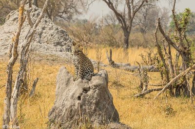 Leopard, Linyanti Wildlife Reserve  14
