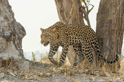 Leopard, Linyanti Wildlife Reserve  15