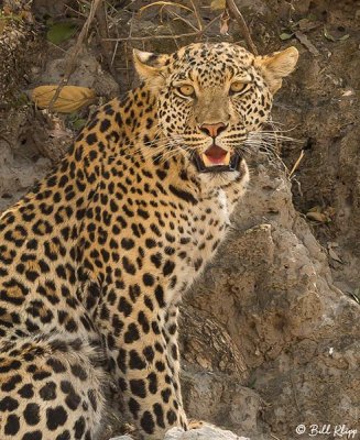 Leopard, Linyanti Wildlife Reserve  16