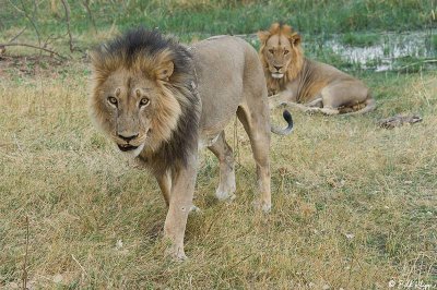 Lions, Linyanti Wildlife Reserve  2