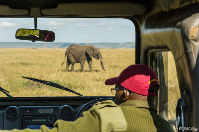 Game Drive Elephant, Masai Mara  6