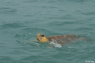 Green Sea Turtle,   5