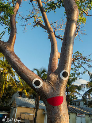 Tree Face  1