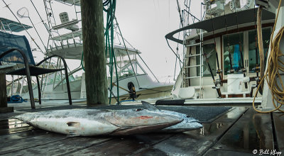 Fishing Charter, Historic Seaport   1