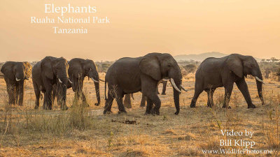 The Elephants of Ruaha National Park, Tanzania