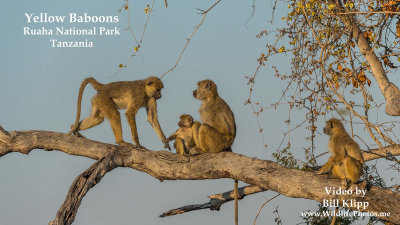 The Yellow Baboons of Ruaha National Park, Tanzania