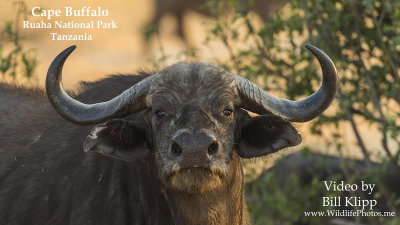 Cape Buffalo of Ruaha Ntl. Park Time Lapse: