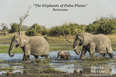  Elephants of Duba Plains Botswana