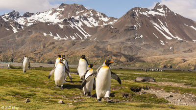 King Penguins, Fortuna Bay  1