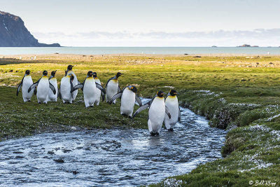 King Penguins, Fortuna Bay  2