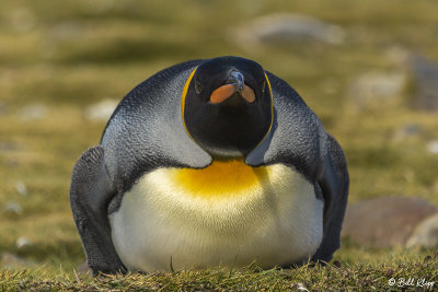 King Penguins, Fortuna Bay  3