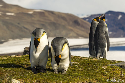 King Penguins, Fortuna Bay  5