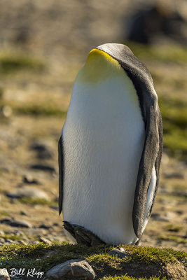 King Penguins, Fortuna Bay  6