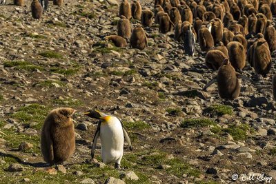 King Penguins, Fortuna Bay  7