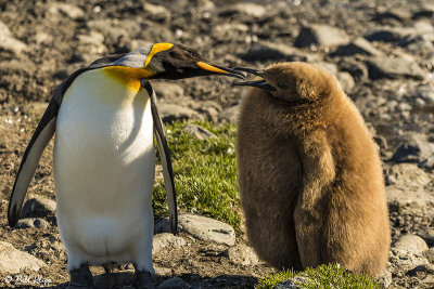 King Penguins, Fortuna Bay  8