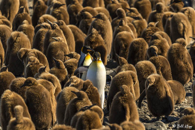 King Penguins, Fortuna Bay  9