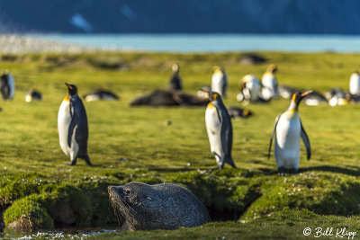 King Penguins, Fortuna Bay  10