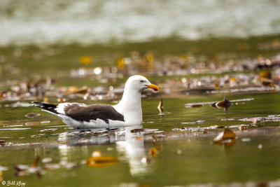 Kelp Gull, Godthul Harbour  1