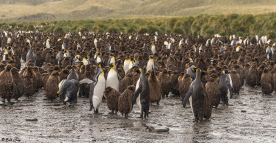 King Penguins, Gold Harbour  2