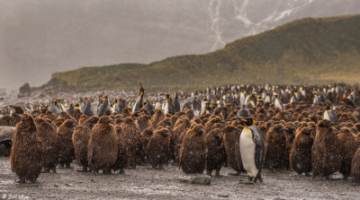 King Penguins, Gold Harbour  6
