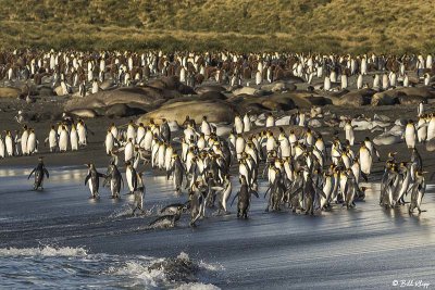 King Penguins, Gold Harbour  11