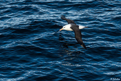 Black Browed Albatross, Hercules Bay  1