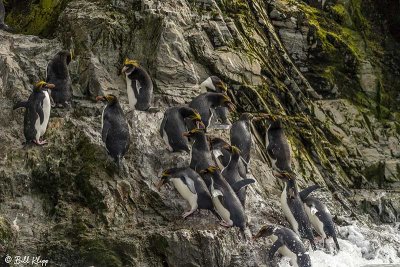 Macaroni Penguins, Hercules Bay  1