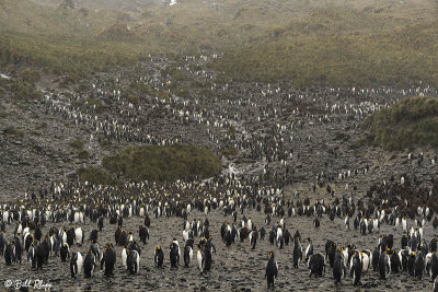 King Penguins, Right Whale Bay  1