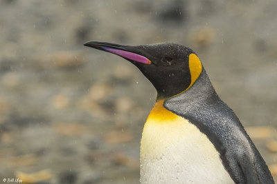 King Penguins, Right Whale Bay  5