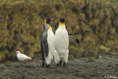King Penguins, Right Whale Bay  6