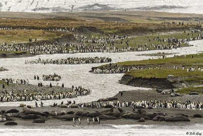 King Penguins, St. Andrews Bay  2