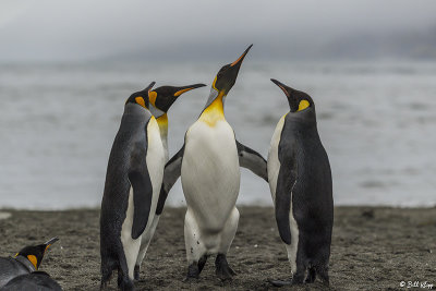 King Penguins, St. Andrews Bay  3