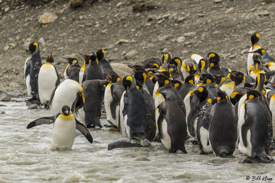 King Penguins, St. Andrews Bay  5