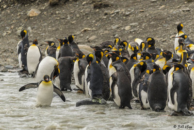 King Penguins, St. Andrews Bay 5