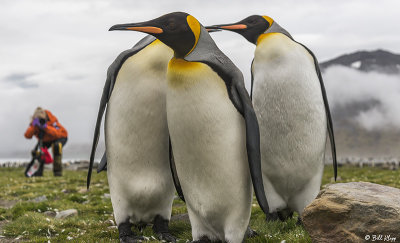 King Penguins, St. Andrews Bay 6