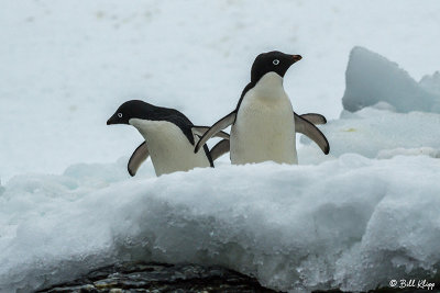 Adelie Penguins, Sandefjord Bay  1
