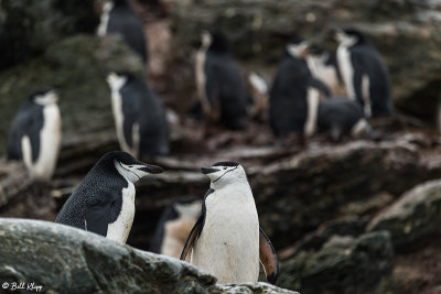 Chin Strap Penguins, Sandefjord Bay 1