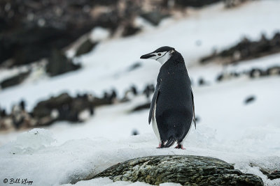Chin Strap Penguins, Sandefjord Bay  2
