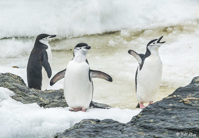 Chin Strap Penguins, Sandefjord Bay  3