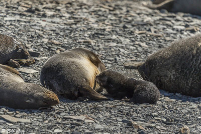 Fur Seals, Copper Bay  1