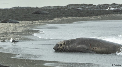 Elephant Seals, Gold Harbor  9