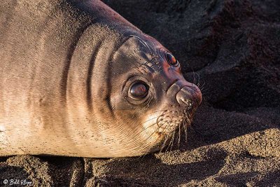 Elephant Seal Pup, Gold Harbor  13
