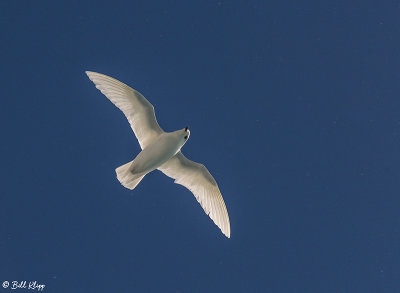 g12/57/566457/3/169237674.hdbuJe1G.jpg