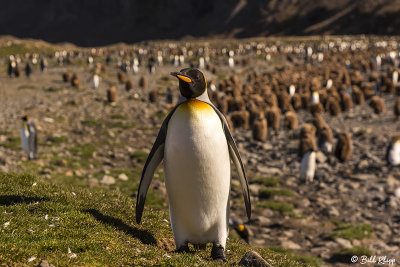 King Penguins, Fortuna Bay  22