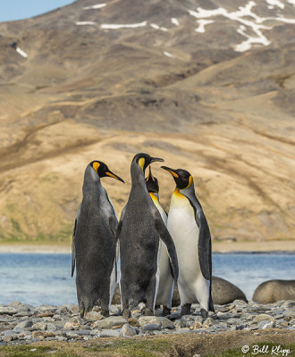King Penguins, Fortuna Bay  20