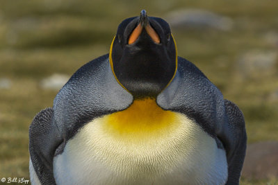 King Penguins, Fortuna Bay  19