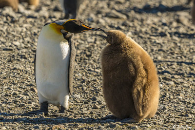 King Penguins, Fortuna Bay  18