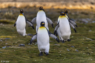 King Penguins, Fortuna Bay  17