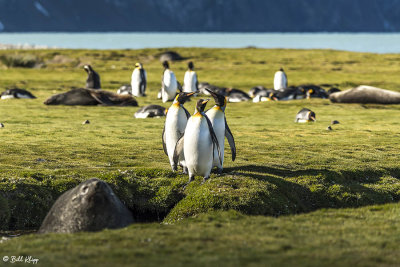 King Penguins, Fortuna Bay  16